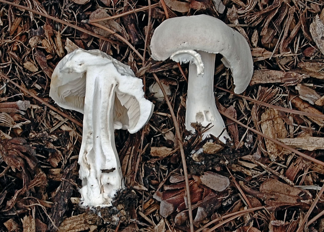 Agaricus?